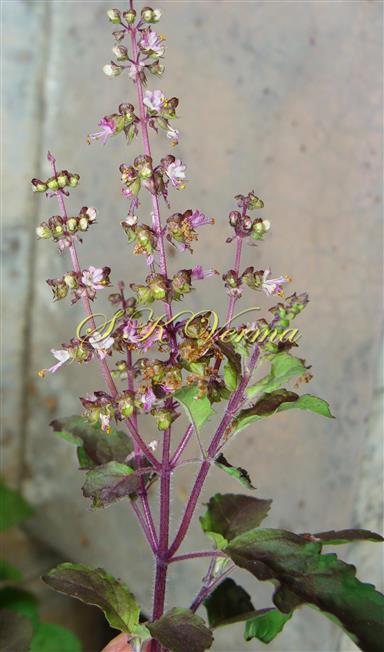  Inflorescence-Verticillasters